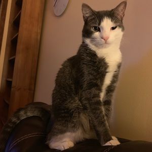 Meet your Posher, Casey